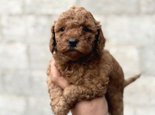 Toy Poodle Erkek Dişi Irk Garantili Yavrularımız görsel