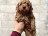 Toy Poodle Bebekler Orjinal Irk Garantili