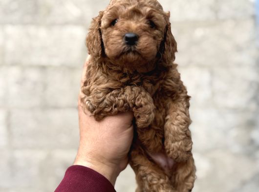 Toy Poodle Erkek Dişi Irk Garantili Yavrularımız görsel