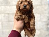 Toy Poodle Bebekler Orjinal Irk Garantili