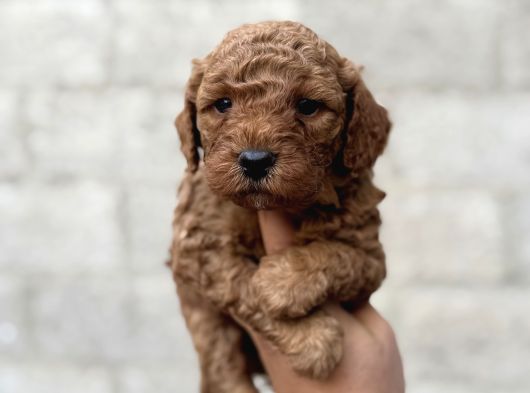 Toy Poodle Erkek Dişi Irk Garantili Yavrularımız görsel