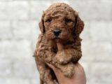 Toy poodle bebekler orjinal ırk garantili