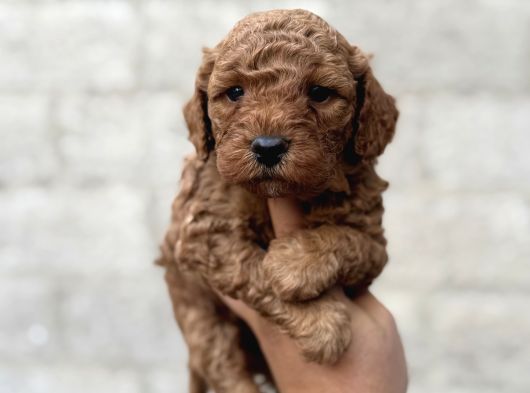 Toy Poodle Bebekler Orjinal Irk Garantili
