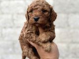 Toy Poodle Erkek Dişi Irk Garantili Yavrularımız