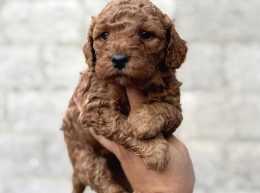 Toy Poodle Erkek Dişi Irk Garantili Yavrularımız görsel