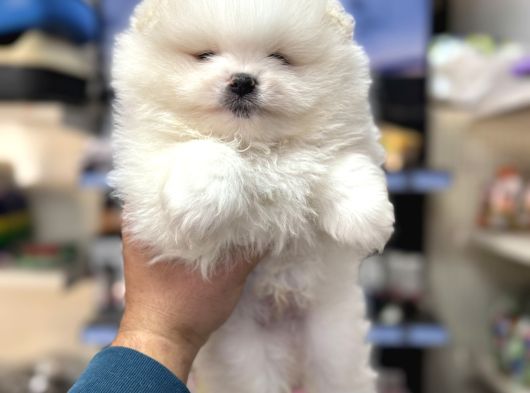 Pomeranian Boo Ayıcık Yavrularımız görsel