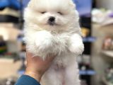 Pomeranian Kar Beyaz Minik Ayıcıklar