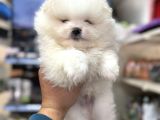 Pomeranian Kar Beyaz Minik Ayıcıklar