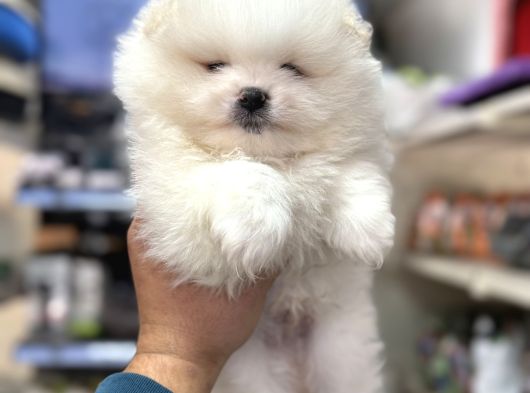 Pomeranian Kar Beyaz Minik Ayıcıklar görsel