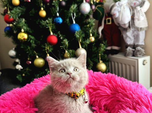 Safkan British Shorthair Lilac Yavrular görsel