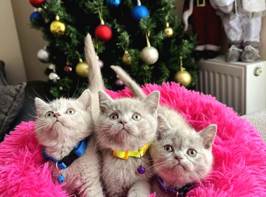 Safkan British Shorthair Lilac Yavrular