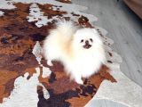 Pomeranıan Boo Adana Cevresi Irk Garantili