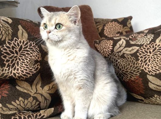 Etkileyici Güzellikteki Dişi Ay11 Tatlı Kedim