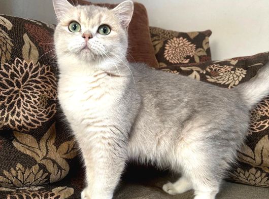 Etkileyici Güzellikteki Dişi Ay11 Tatlı Kedim görsel