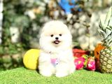 Orjinal Ayıcık Yüz Pomeranian Boo Yavrular
