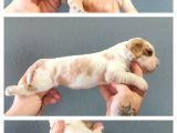 Burkemden  Safkan Cavalier King Charles