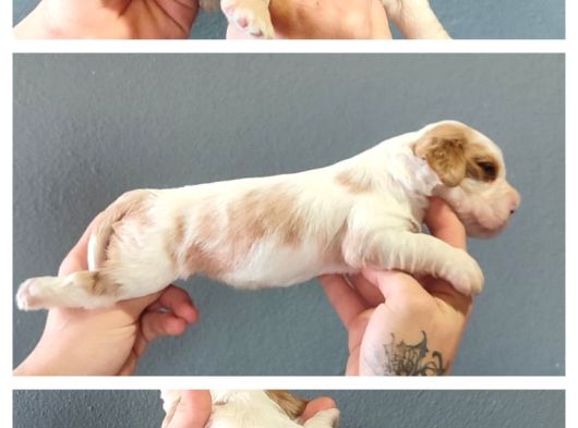 Burkemden  Safkan Cavalier King Charles görsel