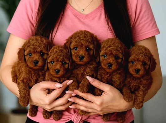Boncuk gözlü kıvırcık toy poodle bebekler