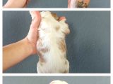 Burkemden  Safkan Cavalier King Charles