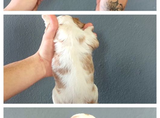 Burkemden  Safkan Cavalier King Charles görsel