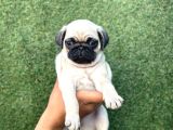 Oyun Deli̇si̇ A Kali̇te Pug Mops Yavrular