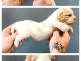 Burkemden  Safkan Cavalier King Charles