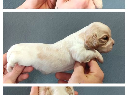 Burkemden  Safkan Cavalier King Charles