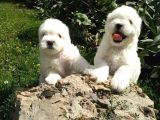 Maltese Bebeklerimiz Çiftlikten