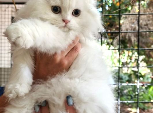 Scottish Fold Highland Safkan Secereli Anne Babadan Cattery görsel