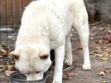 Safkan Amerikan Akita