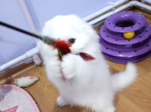 Scottish Fold Highland Safkan Secereli Anne Babadan Cattery görsel