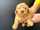 Petmode Köpek Çifrtliğinden F1 Maştipoo Yavrularımız