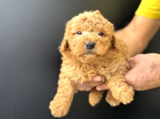 Petmode Köpek Çifrtliğinden F1 Maştipoo Yavrularımız görsel