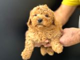 Petmode Köpek Çifrtliğinden F1 Maştipoo Yavrularımız
