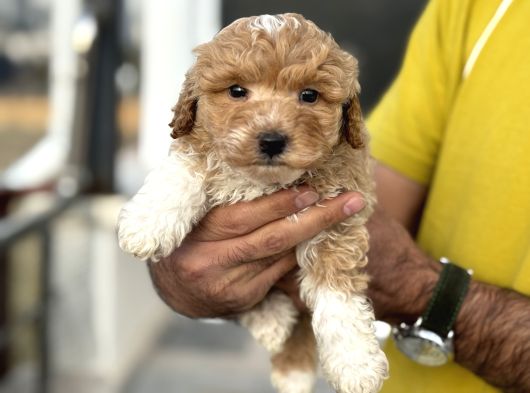 Petmode Köpek Çifrtliğinden F1 Maştipoo Yavrularımız görsel