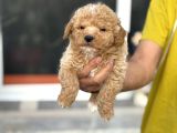 Petmode Köpek Çifrtliğinden F1 Maştipoo Yavrularımız