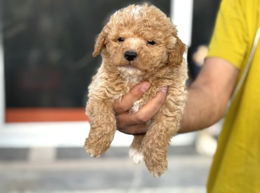 Petmode Köpek Çifrtliğinden F1 Maştipoo Yavrularımız görsel