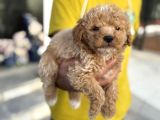 Petmode Köpek Çifrtliğinden F1 Maştipoo Yavrularımız