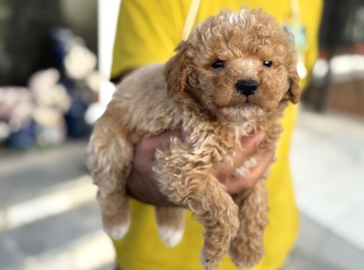 Petmode Köpek Çifrtliğinden F1 Maştipoo Yavrularımız görsel