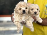 Petmode Köpek Çifrtliğinden F1 Maştipoo Yavrularımız