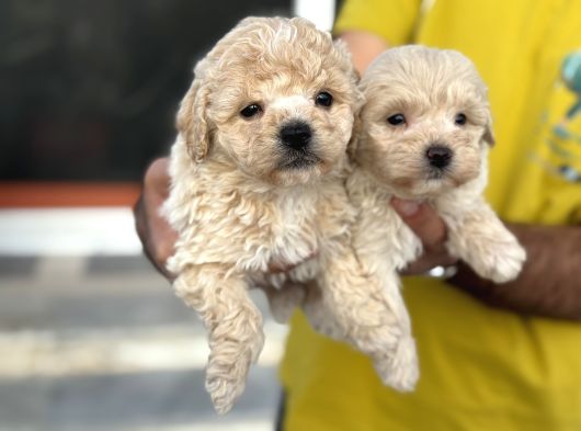 Petmode Köpek Çifrtliğinden F1 Maştipoo Yavrularımız görsel