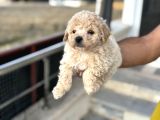 Petmode Köpek Çifrtliğinden F1 Maştipoo Yavrularımız