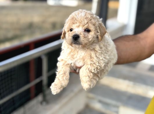 Petmode Köpek Çifrtliğinden F1 Maştipoo Yavrularımız görsel