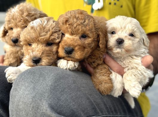 Petmode Köpek Çifrtliğinden F1 Maştipoo Yavrularımız