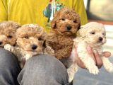 Petmode Köpek Çifrtliğinden F1 Maştipoo Yavrularımız
