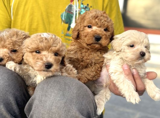 Petmode Köpek Çifrtliğinden F1 Maştipoo Yavrularımız görsel