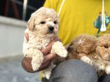 Petmode Köpek Çifrtliğinden F1 Maştipoo Yavrularımız