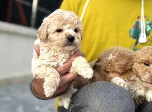 Petmode Köpek Çifrtliğinden F1 Maştipoo Yavrularımız görsel