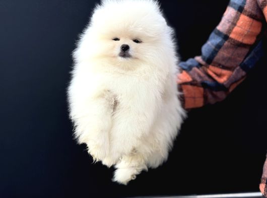 Petmode köpek çiftliğinde ziyarete açık teddy pomeranian