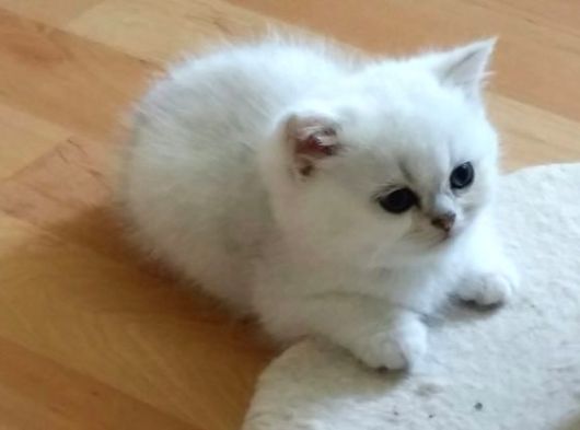 Veteri̇ner Kontrollü Üst Kali̇te Bri̇ti̇sh Bebekler görsel